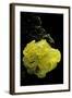 Tremella Mesenterica (Yellow Brain, Golden Jelly Fungus, Witches' Butter)-Paul Starosta-Framed Photographic Print