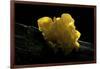 Tremella Mesenterica (Yellow Brain, Golden Jelly Fungus, Witches' Butter)-Paul Starosta-Framed Photographic Print