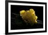 Tremella Mesenterica (Yellow Brain, Golden Jelly Fungus, Witches' Butter)-Paul Starosta-Framed Photographic Print