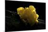 Tremella Mesenterica (Yellow Brain, Golden Jelly Fungus, Witches' Butter)-Paul Starosta-Mounted Photographic Print