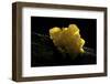 Tremella Mesenterica (Yellow Brain, Golden Jelly Fungus, Witches' Butter)-Paul Starosta-Framed Photographic Print