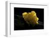 Tremella Mesenterica (Yellow Brain, Golden Jelly Fungus, Witches' Butter)-Paul Starosta-Framed Photographic Print