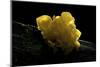 Tremella Mesenterica (Yellow Brain, Golden Jelly Fungus, Witches' Butter)-Paul Starosta-Mounted Photographic Print