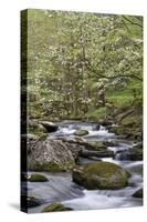 Tremont Area, Great Smoky Mountains National Park, Tennessee-Richard and Susan Day-Stretched Canvas