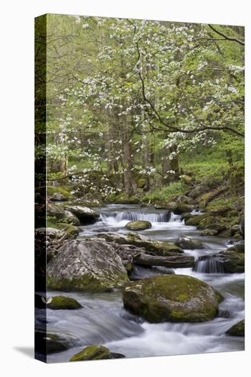 Tremont Area, Great Smoky Mountains National Park, Tennessee-Richard and Susan Day-Stretched Canvas