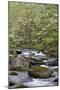 Tremont Area, Great Smoky Mountains National Park, Tennessee-Richard and Susan Day-Mounted Photographic Print