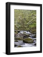 Tremont Area, Great Smoky Mountains National Park, Tennessee-Richard and Susan Day-Framed Photographic Print