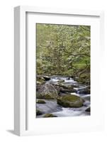 Tremont Area, Great Smoky Mountains National Park, Tennessee-Richard and Susan Day-Framed Photographic Print
