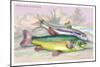 Trench and Gudgeon-Robert Hamilton-Mounted Premium Giclee Print