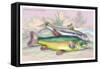 Trench and Gudgeon-Robert Hamilton-Framed Stretched Canvas