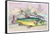 Trench and Gudgeon-Robert Hamilton-Framed Stretched Canvas
