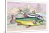 Trench and Gudgeon-Robert Hamilton-Stretched Canvas