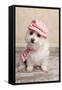 Trendy Cute Dog-lovleah-Framed Stretched Canvas