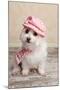Trendy Cute Dog-lovleah-Mounted Photographic Print
