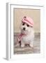 Trendy Cute Dog-lovleah-Framed Photographic Print