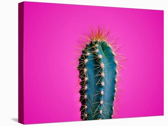 Trendy Neon Cactus Closeup over Bright Pink Pastel Background. Colorful Summer Trendy Creative Conc-null-Stretched Canvas