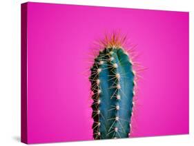 Trendy Neon Cactus Closeup over Bright Pink Pastel Background. Colorful Summer Trendy Creative Conc-null-Stretched Canvas