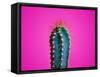 Trendy Neon Cactus Closeup over Bright Pink Pastel Background. Colorful Summer Trendy Creative Conc-null-Framed Stretched Canvas