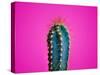 Trendy Neon Cactus Closeup over Bright Pink Pastel Background. Colorful Summer Trendy Creative Conc-null-Stretched Canvas