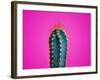 Trendy Neon Cactus Closeup over Bright Pink Pastel Background. Colorful Summer Trendy Creative Conc-null-Framed Photographic Print