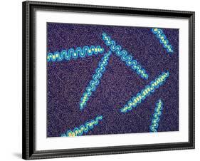 Treponema Pallidum Bacteria-null-Framed Photographic Print
