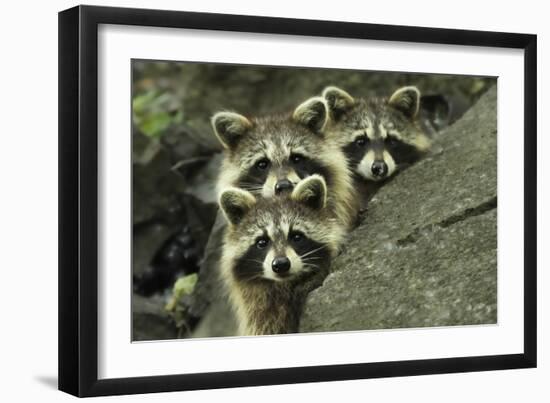 Tres Banditos-Mircea Costina-Framed Giclee Print