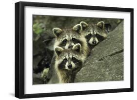 Tres Banditos-Mircea Costina-Framed Giclee Print