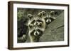 Tres Banditos-Mircea Costina-Framed Giclee Print