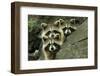 Tres Banditos-Mircea Costina-Framed Photographic Print