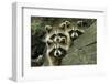 Tres Banditos-Mircea Costina-Framed Photographic Print