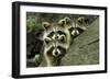 Tres Banditos-Mircea Costina-Framed Photographic Print