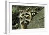 Tres Banditos-Mircea Costina-Framed Photographic Print