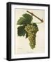 Tressallier Grape-J. Troncy-Framed Giclee Print