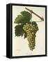 Tressallier Grape-J. Troncy-Framed Stretched Canvas