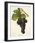 Tressot Grape-J. Troncy-Framed Giclee Print