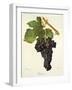 Tressot Grape-J. Troncy-Framed Giclee Print