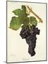 Tressot Grape-J. Troncy-Mounted Giclee Print