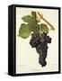 Tressot Grape-J. Troncy-Framed Stretched Canvas