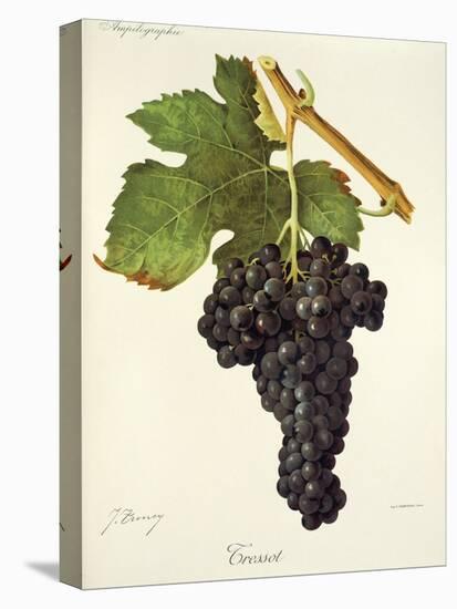 Tressot Grape-J. Troncy-Stretched Canvas