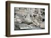 Trevi Fountain-Pannini Giuseppe-Framed Photographic Print