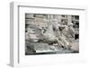 Trevi Fountain-Pannini Giuseppe-Framed Photographic Print