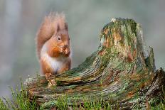 Red Squirrel Sitting on a Old Tree Stump Looking Forward-Trevor Hunter-Laminated Photographic Print