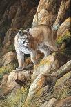 Ponderosa Hunter-Trevor V. Swanson-Giclee Print