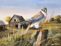 Bobwhite Trio 4-Trevor V. Swanson-Giclee Print