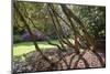 Trewithen Gardens, Near Truro, Cornwall, England-Paul Harris-Mounted Photographic Print