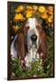 Tri-Color Basset Hound (Male) by Autumn Flowers, Geneva, Illinois, USA-Lynn M^ Stone-Framed Premium Photographic Print