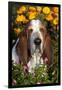 Tri-Color Basset Hound (Male) by Autumn Flowers, Geneva, Illinois, USA-Lynn M^ Stone-Framed Premium Photographic Print