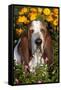 Tri-Color Basset Hound (Male) by Autumn Flowers, Geneva, Illinois, USA-Lynn M^ Stone-Framed Stretched Canvas