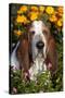 Tri-Color Basset Hound (Male) by Autumn Flowers, Geneva, Illinois, USA-Lynn M^ Stone-Stretched Canvas
