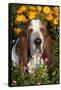 Tri-Color Basset Hound (Male) by Autumn Flowers, Geneva, Illinois, USA-Lynn M^ Stone-Framed Stretched Canvas